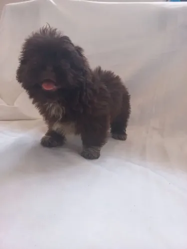 Shitzu mini