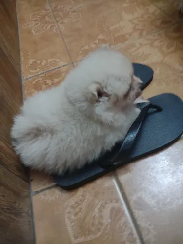 Filhote de Spitz alemão fêmea de 50 dias