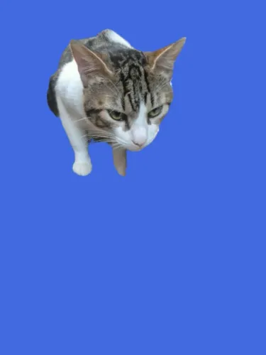 Fofinho gato filhote 9 meses