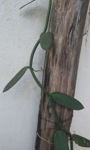 4 mudas de baunilha vanilla orquidea