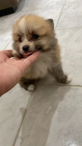 Lulu da pomerânia  macho $ 2.500