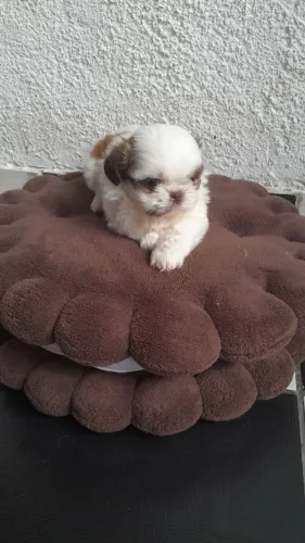 Shitzu femeaporte pequeno reserve a sua melhor companhia