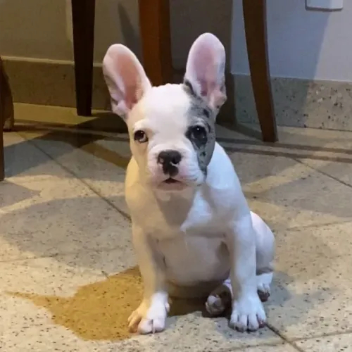 Filhote Macho Bulldog Frances Exotico - Condiçao Especial