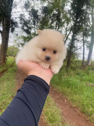 Spitz