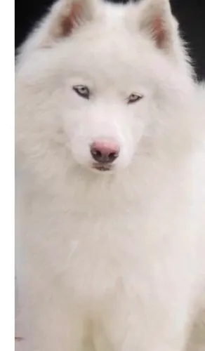 Husky siberiano lindos e carinhosos