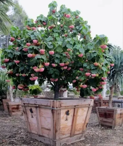 Mudas de Astrapeia rosa