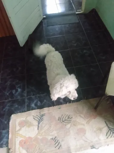 Doação de Poodle - 7 anos de vida