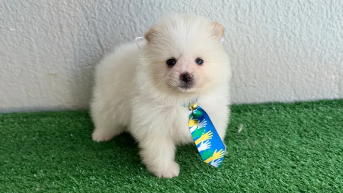 Lulu da pomerania machinhos !!!