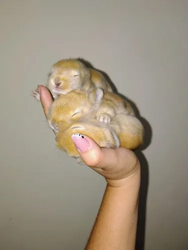 Coelhinhos filhotes 