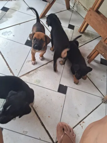 Doação de cachorro 