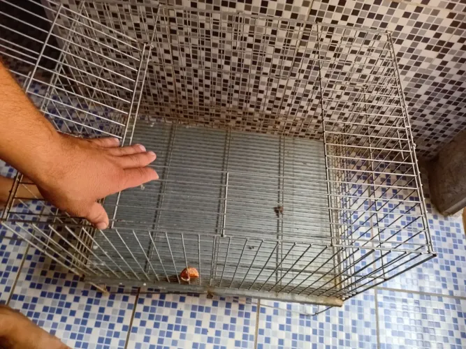 Gaiola coelho 