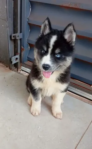 Husky Siberiano