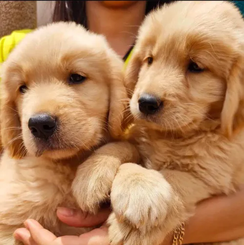 Filhote Golden Retriever, Quem precisa de terapia quando se tem um cachorro?