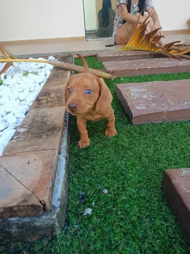 Raça Dachshund (fêmea puro) ( Miniatura) Olhos azuis!
