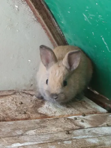 Filhotes de coelho 