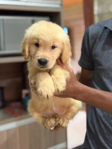 Filhote de Golden retriever