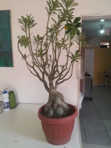 Rosa do deserto bem bonita