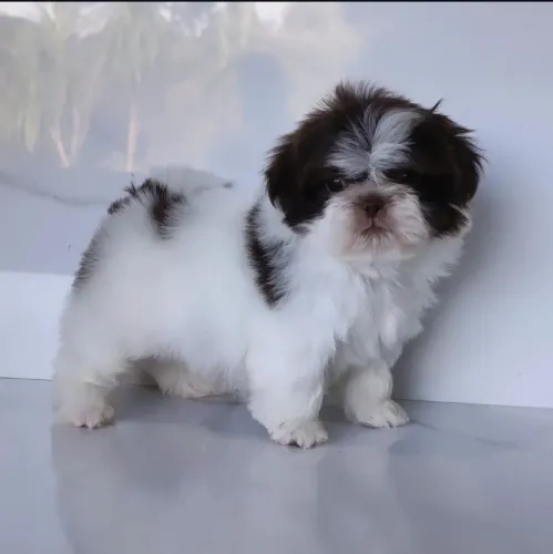Maravilhoso Machinho de Shihtzu