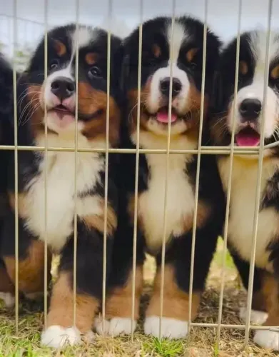 Filhotes de Bernese | Mini fofura de tirar o fôlego!