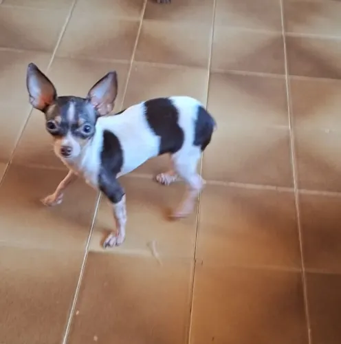 Pinscher micro femea