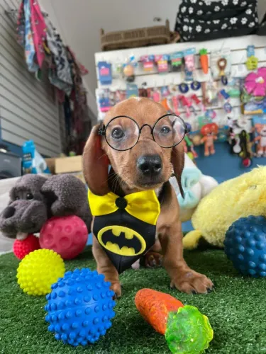 Cofap Basset 