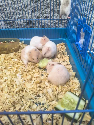 Hamster Sírio 
