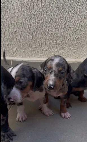 Dachshund miniatura machos 