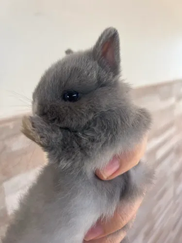 Coelho Mini Netherland Filhote | Mini Coelho Anão | Pequeno e Lindo