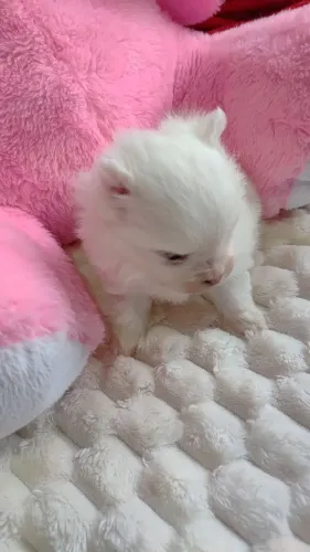 Lulu da pomeranea ursinho anão