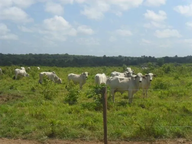 Fazenda 330 Alqueires pronta no Pará 80% de pasto documentada por R$24 milhões