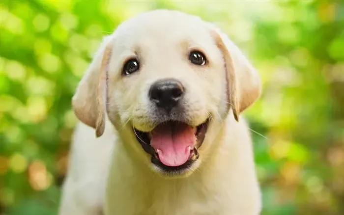 Filhote Labrador - bege e preto 