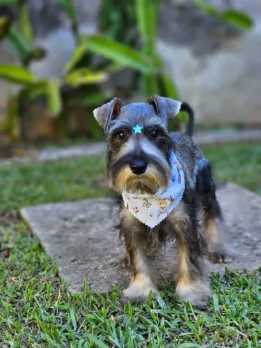 Schnauzer Miniatura | Entrega em Foz dia 30/05