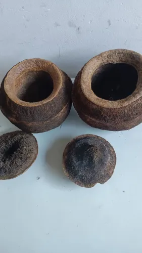 Sapucaia para artesanato
