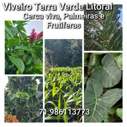 Viveiro Terra Verde Litoral: Plantas e mudas