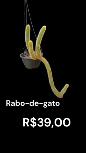 Cacto rabo de gato