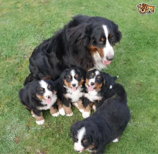QUATRO FÊMEAS DE BERNESE MOUNTAIN COM 59 DIAS VACINADAS E COM PEDIGREE DISPONÍVEL EM LOJA