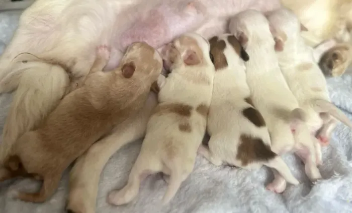 Chihuahua Macho White: Uma Pequena Bola de Carinho e Aconchego!