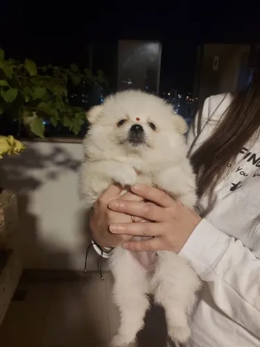 Lindos filhotes de lulu da Pomerânia ursinhos 