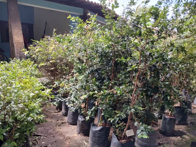 Mudas de Jabuticaba híbrida