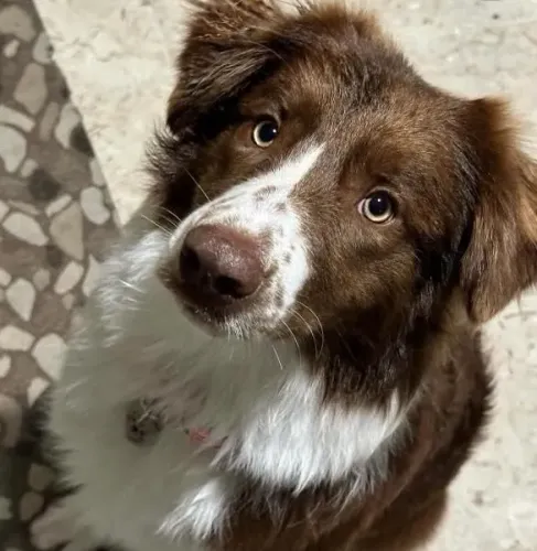 Filhote Border Collie EM PROMOÇÃO!!!