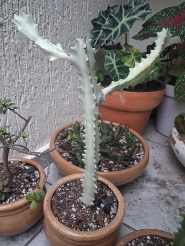 Euphorbia White Ghost