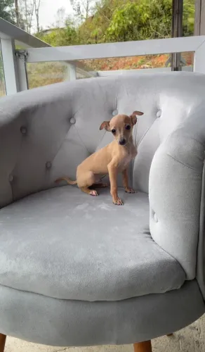 Galgo Italiano disponivel filhote 4821