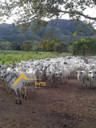 Fazenda para Venda em Natividade, RURAL, 3 dormitórios, 1 suíte, 1 banheiro, 2 vagas