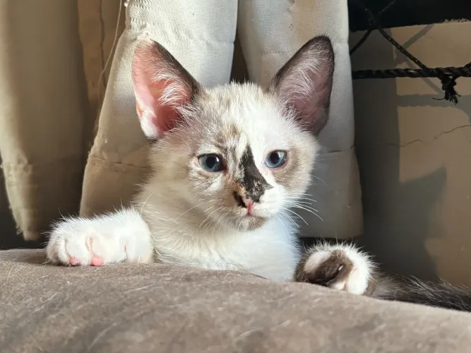 GATO FILHOTE PARA ADOÇÃO RESPONSÁVEL