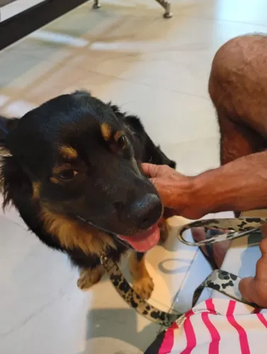 Cachorro macho para adoção responsável