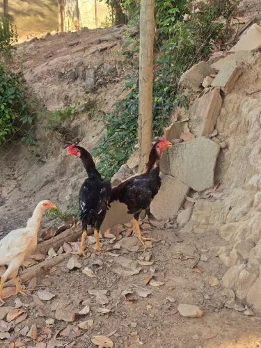 Frangos índio.