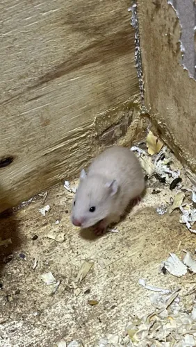 Hamster sírio fêmea