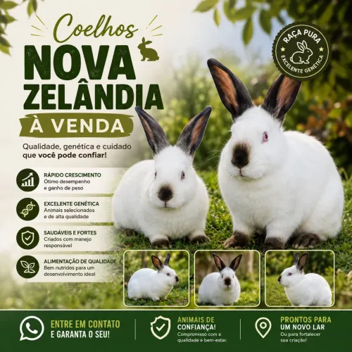 Coelhos disponíveis