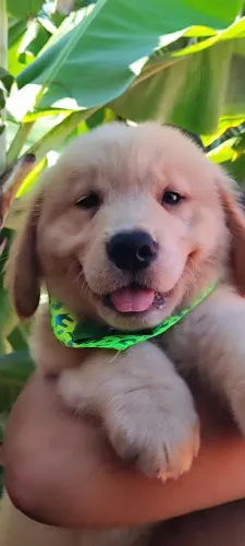 Machinhos Golden Retriever filhotes disponível 