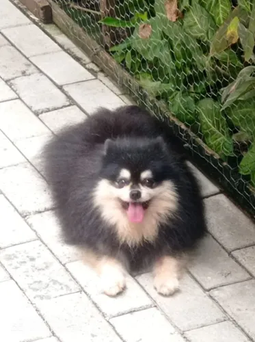 Cachorro da raça Spitz Alemão,ou Lulu da Pomerânia,3Anos não é castrado,muito bem cuidado.